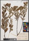 Foto von Salix aurita L. x Salix cinerea L.